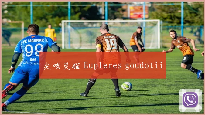 尖吻灵猫 Eupleres goudotii